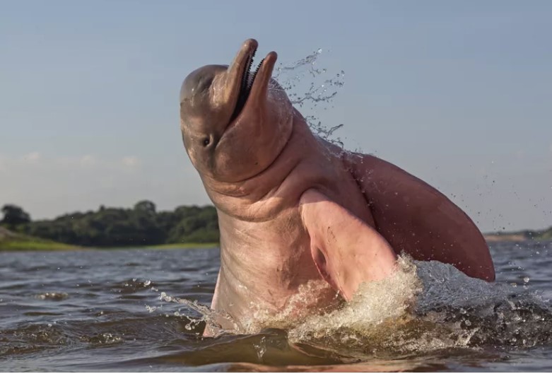 Botos do Rio Amazonas ameaçados por propostas de barragens e dragagem