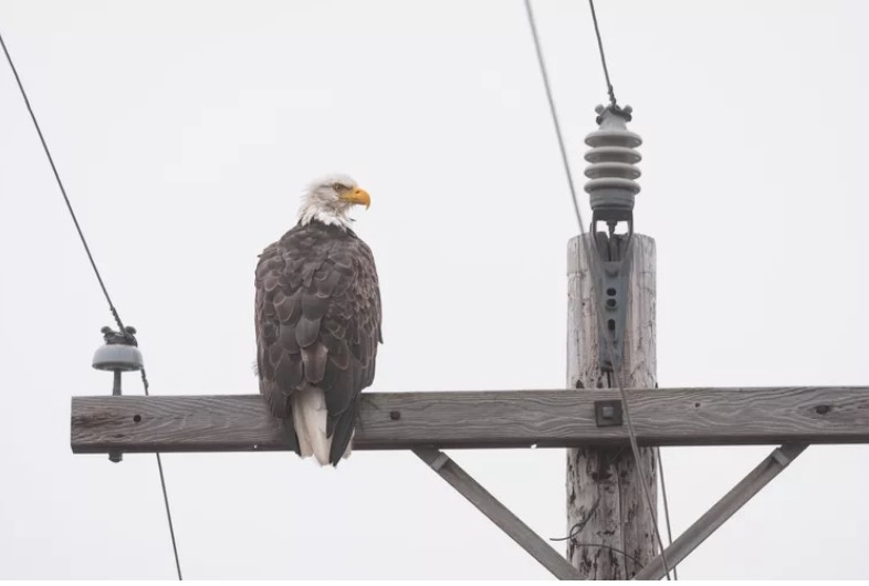 A principal coisa que mata pássaros perto de linhas de energia não é eletrocussão