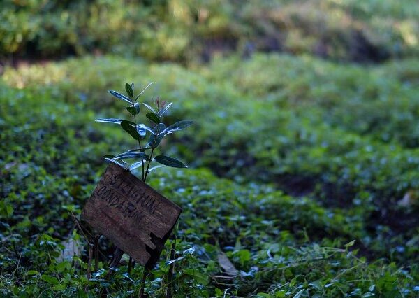 Precisamos falar sobre espécies de árvores ameaçadas de extinção