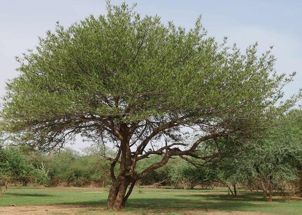 Como as árvores Acacia senegal mudam as vidas e os papéis das mulheres numa aldeia sudanesa