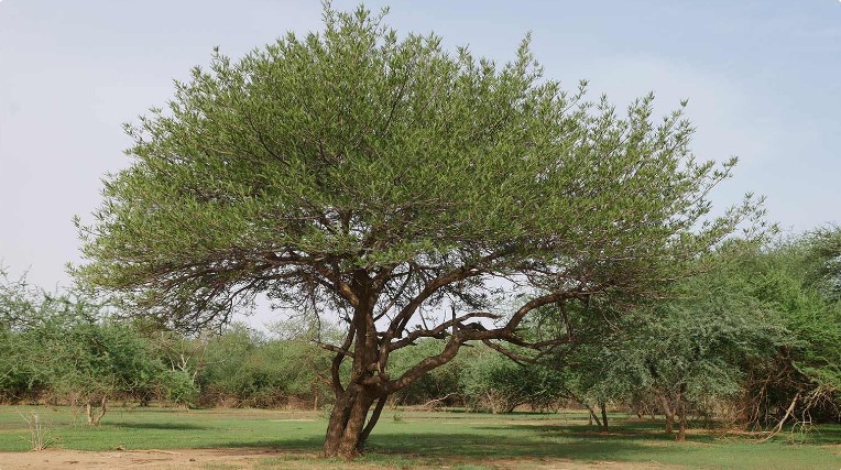 Como as árvores Acacia senegal mudam as vidas e os papéis das mulheres numa aldeia sudanesa