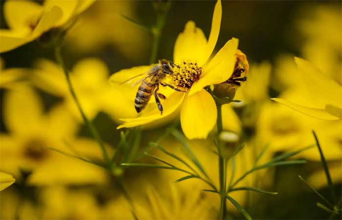 Abelhas mumificadas, descoberta científica, mudanças climáticas, resistência às mudanças climáticas, Egito Antigo.