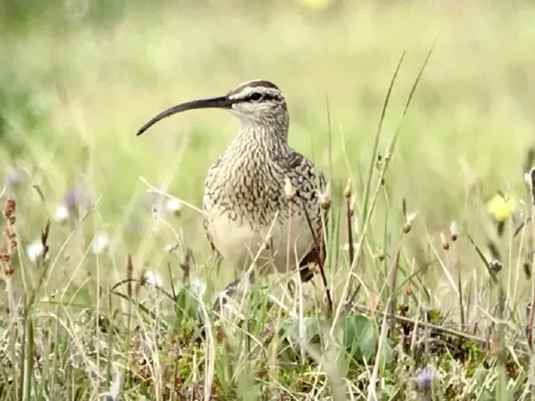 As aves mais incomuns do mundo enfrentam o maior risco de extinção