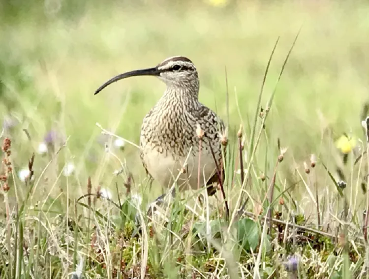 As aves mais incomuns do mundo enfrentam o maior risco de extinção