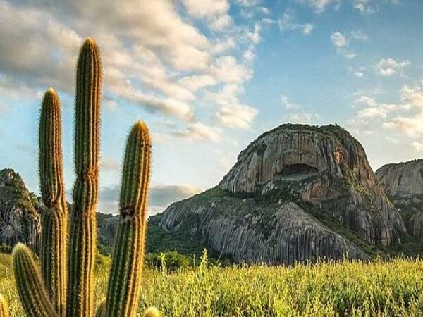 Mudanças climáticas devem fazer 99% da Caatinga perder espécies de plantas, diz estudo