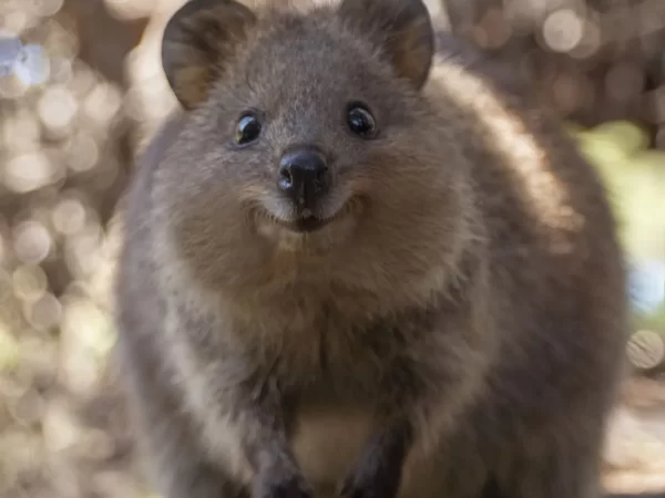 Conheça a Ilha Rottnest: O Reino dos Quokka