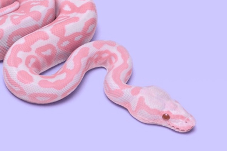 As Cores das Cobras na Amazônia e o Equilíbrio Ambiental. E as cobras cor de rosa, branca e amarela, existem?