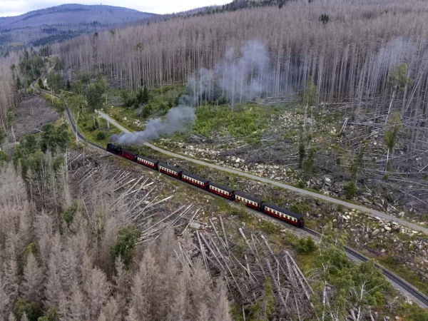 Besouros de casca de árvore estão comendo a floresta Harz, na Alemanha. As alterações climáticas estão a piorar a situação