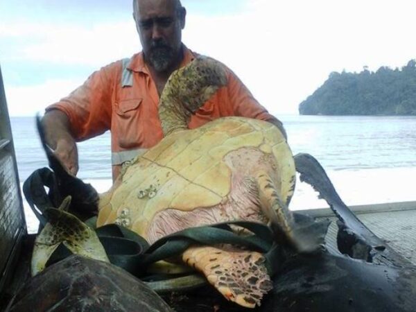 O Herói Anônimo que Devolve a Vida ao Mar: Uma História Inspiradora de Salvação das Tartarugas Marinhas