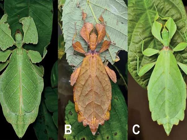 Cientistas identificam 7 espécies de insetos que “se disfarçam” de folhas