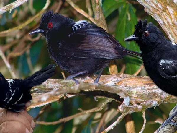 O que acontece quando diferentes pássaros e cantos se misturam: Entenda os efeitos da hibridização vocal na biodiversidade