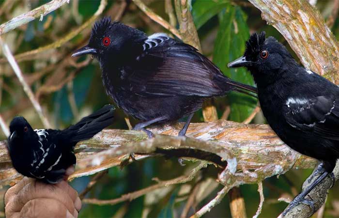 O que acontece quando diferentes pássaros e cantos se misturam: Entenda os efeitos da hibridização vocal na biodiversidade