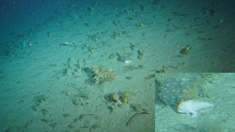 Raro peixe com mãos é avistado: conheça a espécie e suas características