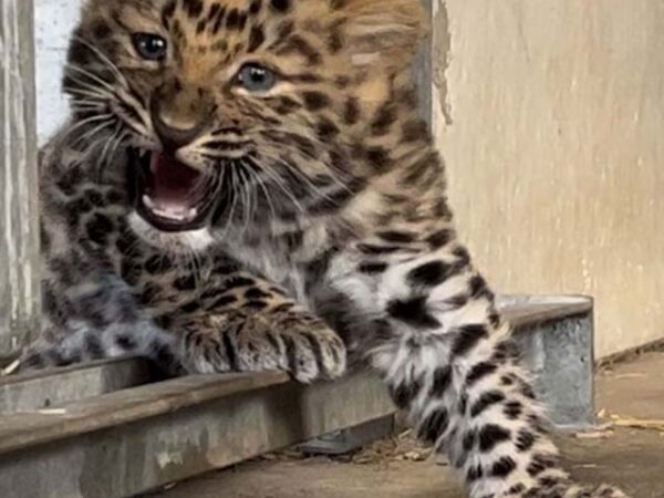 “Nasce uma Estrela: Filhote de Leopardo de Amur Encanta o Santuário Leopard Heights na Inglaterra!” Veja as fotos!