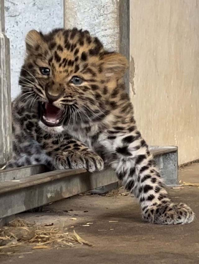 “Nasce uma Estrela: Filhote de Leopardo de Amur Encanta o Santuário Leopard Heights na Inglaterra!” Veja as fotos!