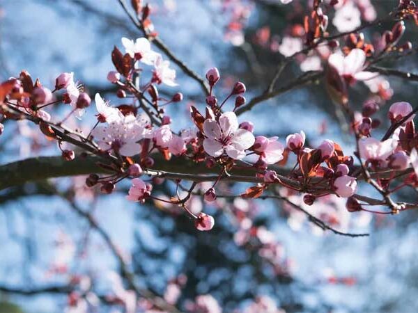 Primavera meteorológica já começou; entenda o termo e o que esperar do tempo até novembro