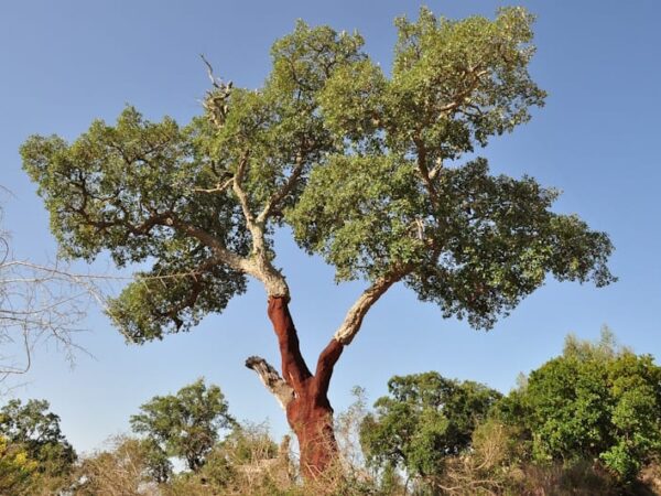 Protegendo os Sobreiros do Sul da Europa: Uma Questão de Preservação Ambiental