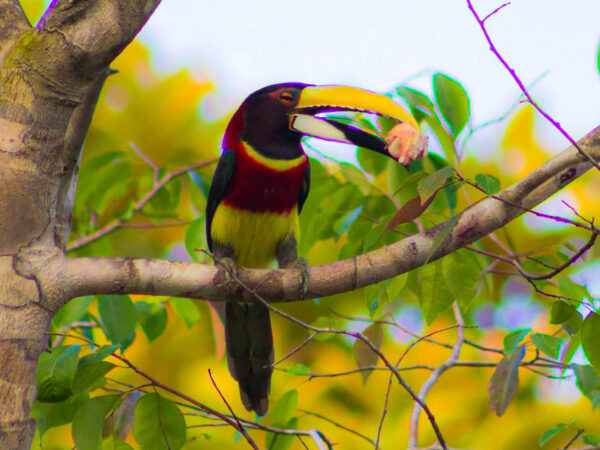 De arara-azul a pica-pau, conheça 5 aves brasileiras ameaçadas de extinção