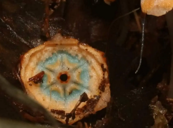 Parecida com cogumelo, planta rara é descoberta na Serra da Mantiqueira