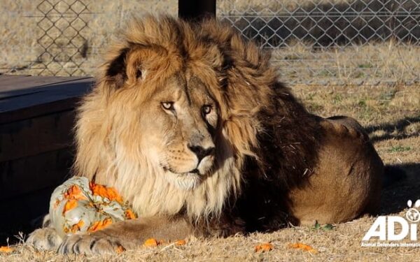 Foi libertado o “leão mais solitário do mundo”