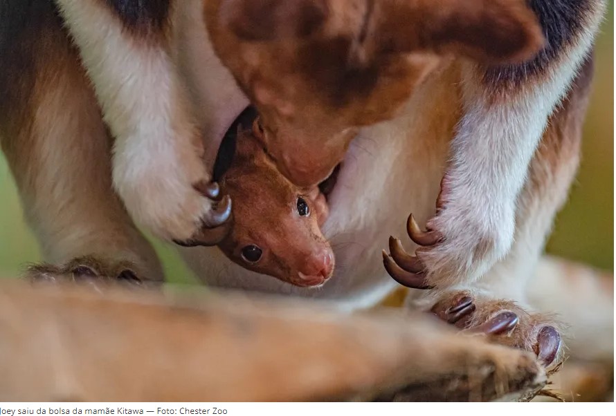 Ameaçado de extinção, canguru-arborícola nasce em zoo da Inglaterra