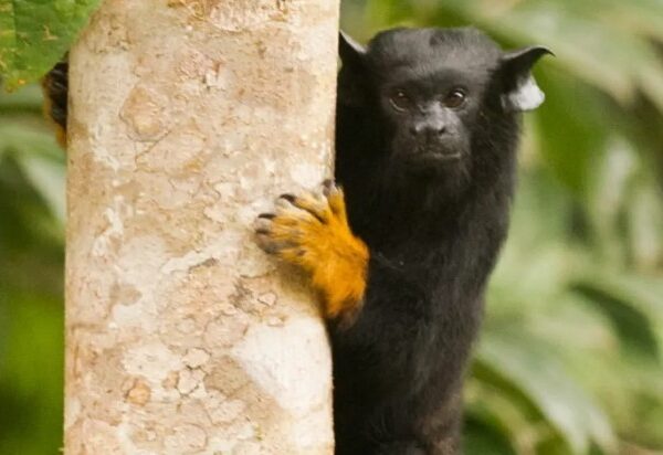 Saguis de Mãos Douradas: Tesouros da Natureza que precisamos Proteger