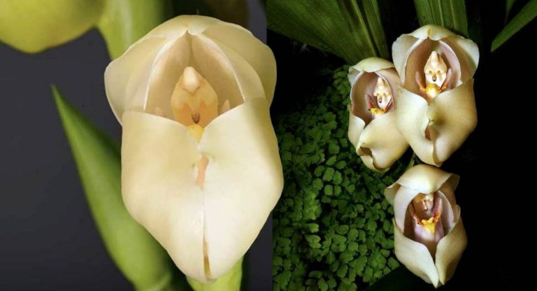 Conheça a orquídea ‘berço de Vênus’, uma das flores mais lindas do mundo