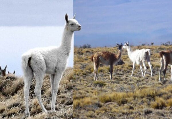 Guanaco albino ‘raro’ visto  na Argentina