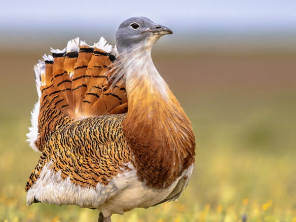 As aves mais pesadas do mundo podem estar se automedicando