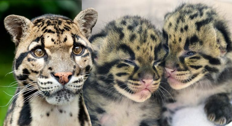 Nascem 2 filhotes do quase extinto leopardo nublado e dão esperança à espécie