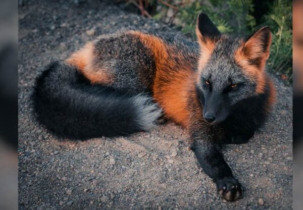 Uma exótica ‘raposa de fogo’ é fotografada desfrutando de liberdade no Canadá