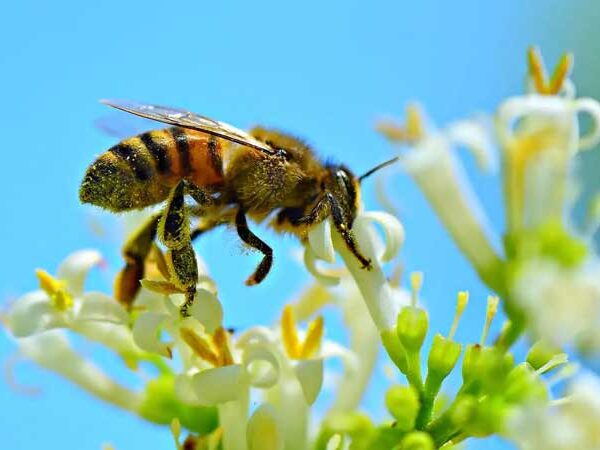 Apicultura sustentável pode ajudar salvar abelhas da extinção