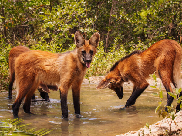 Loba-guará resgatada e reintroduzida na natureza dá à luz a três filhotes no oeste baiano