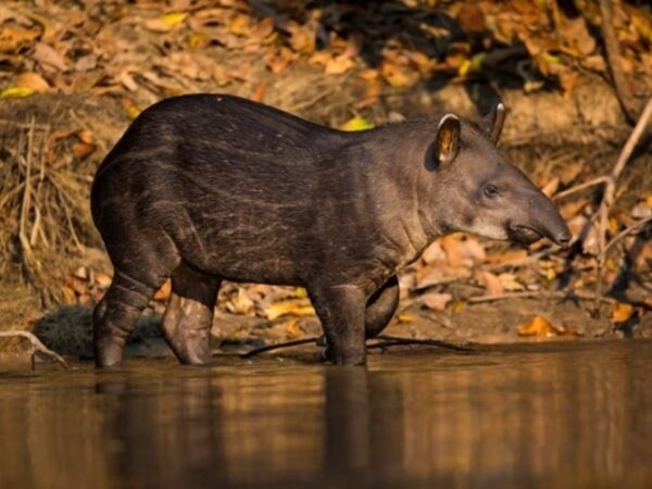 O Futuro da Mata Atlântica: O Impacto da Extinção de Antas e Queixadas