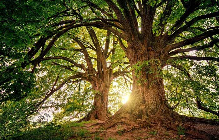 A Natureza é o Melhor Ar-Condicionado: Como as Árvores Refrescam nosso Mundo