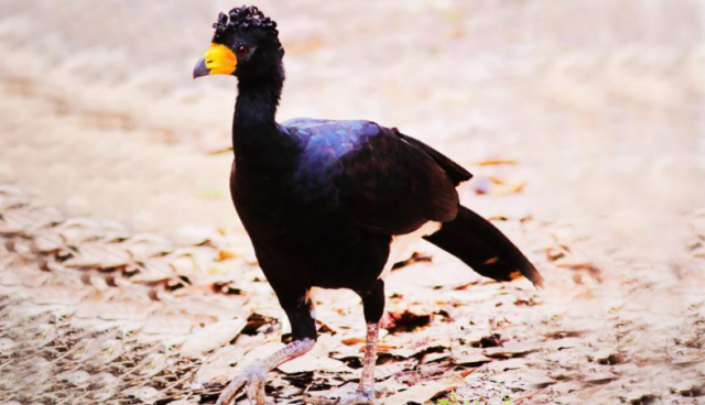Exemplares de espécie de ave ameaçada de extinção no Brasil são encontrados em expedição no Pará