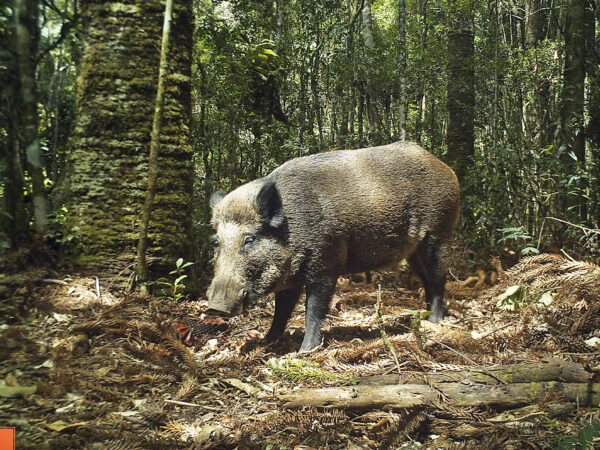 Porcos selvagens ameaçam hotspots de biodiversidade na América do Sul, mostra estudo