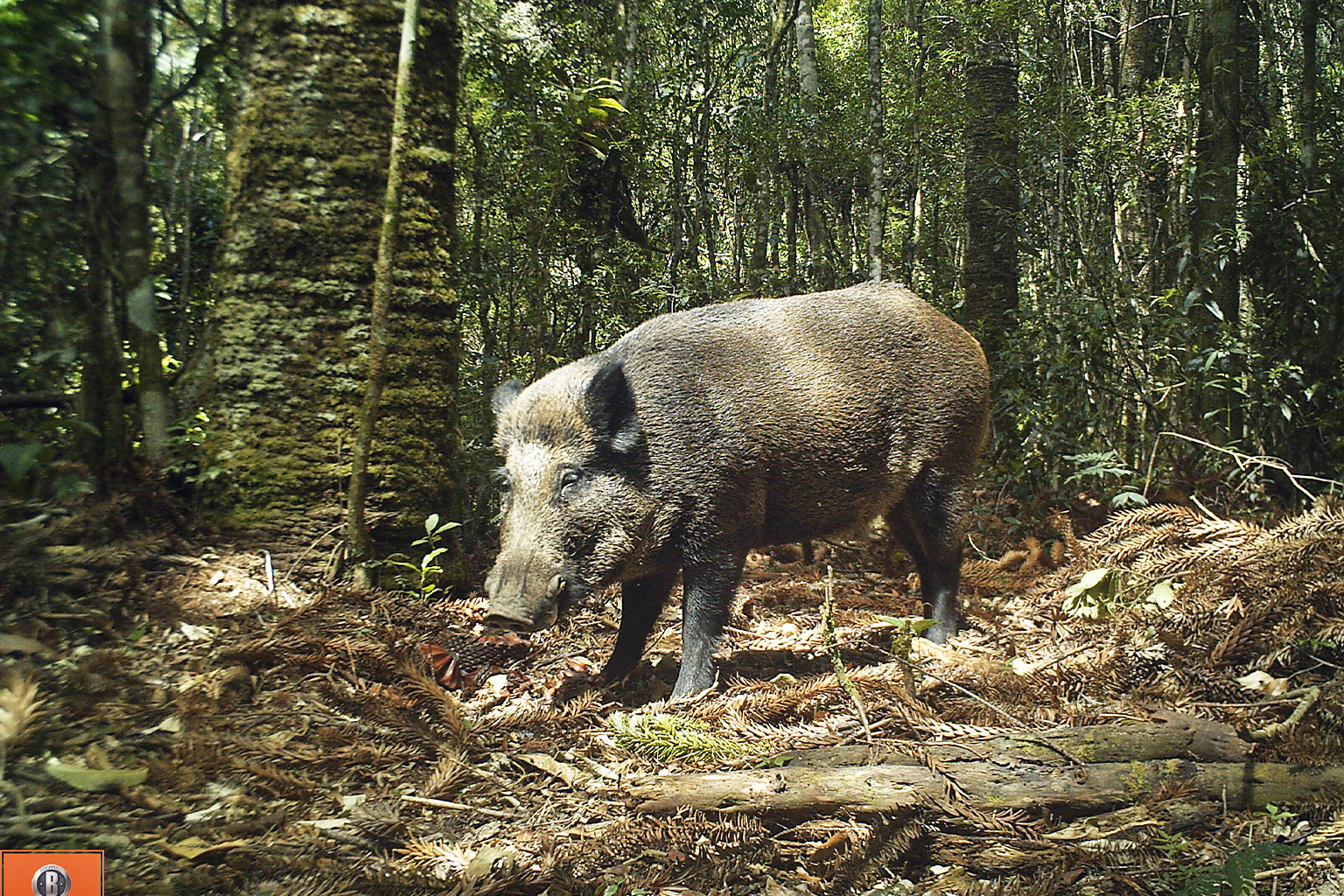 Porcos selvagens ameaçam hotspots de biodiversidade na América do Sul, mostra estudo