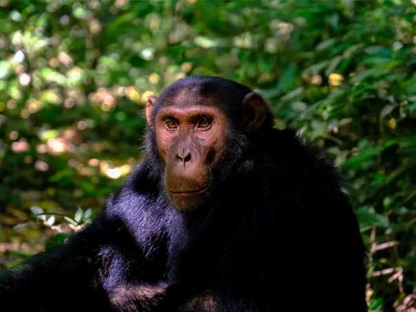 Chimpanzés Selvagens e a Surpreendente Descoberta da Menopausa