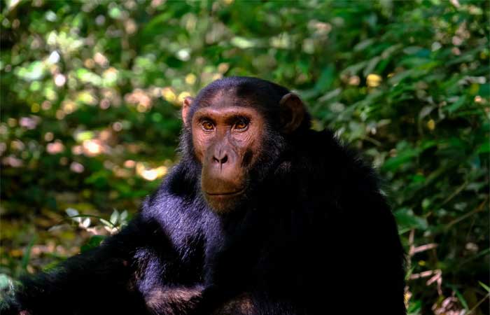 Chimpanzés Selvagens e a Surpreendente Descoberta da Menopausa