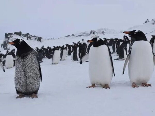 Pinguim com aparência incomum foi encontrado na Antártica