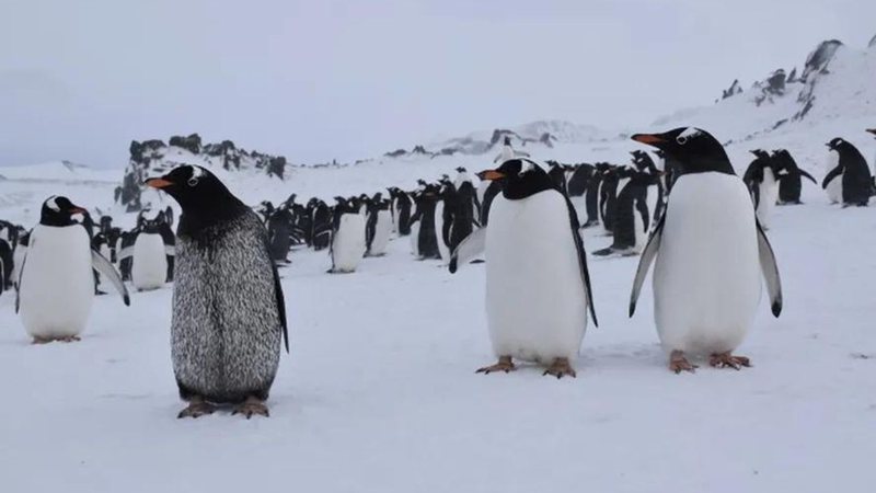 Pinguim com aparência incomum foi encontrado na Antártica