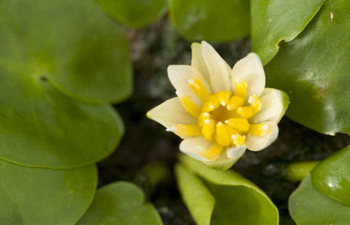 A Resiliência da Natureza: Flor “Extinta” Redescoberta por Cientistas Italianos