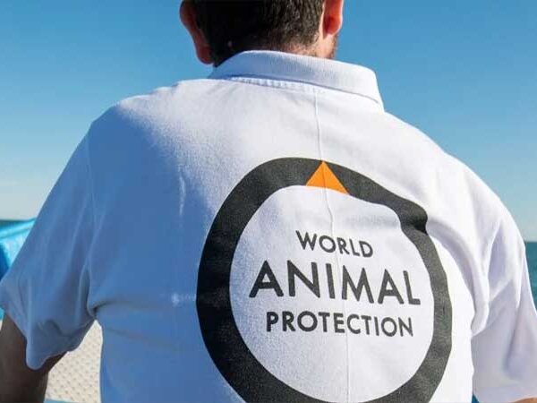 Proteção Animal Mundial convoca voluntários no Brasil