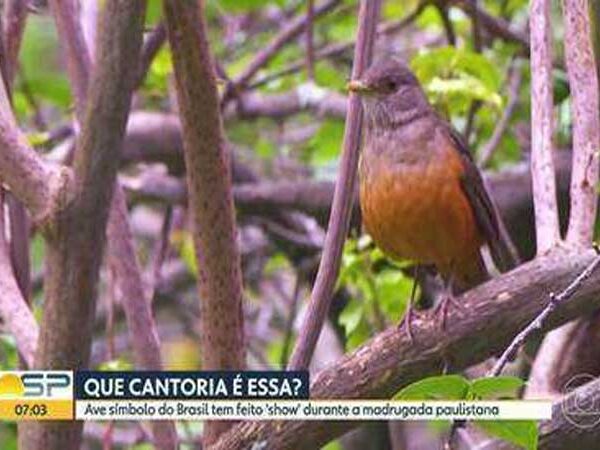 Para fugir do barulho da cidade, sabiá-laranjeira tem cantado cada vez mais cedo nas madrugadas