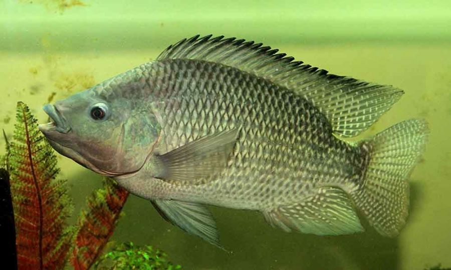 Tilápias, peixes de agua doce, tem aparecido com frequência no litoral brasileiro