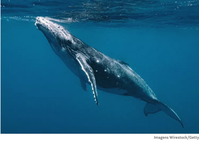 Baleias estão ingerindo uma quantidade chocante de microplásticos