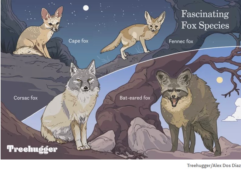 8 estranhas e belas espécies de raposas