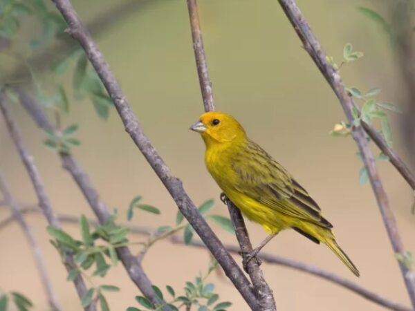 Poluição sonora: impacto ambiental e o que você pode fazer