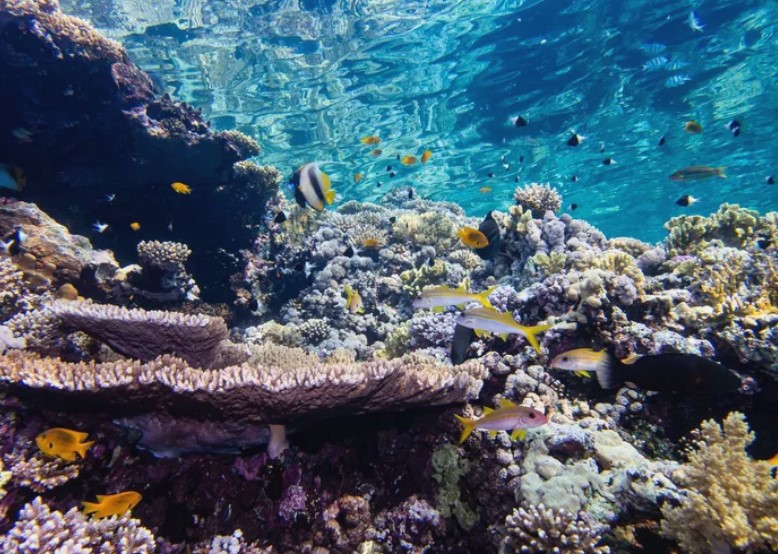 As luzes costeiras estão enganando os recifes de coral e prejudicando sua recuperação